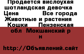 Продается вислоухая шотландская девочка › Цена ­ 8 500 - Все города Животные и растения » Кошки   . Пензенская обл.,Мокшанский р-н